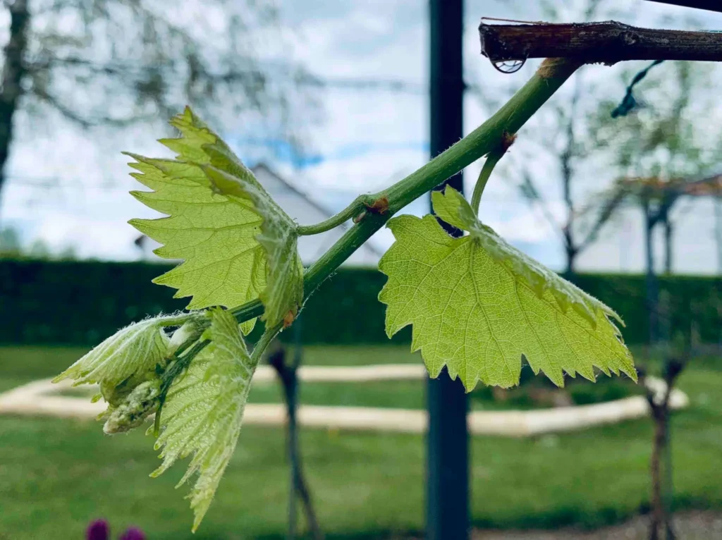 Blattnässe Weinbau