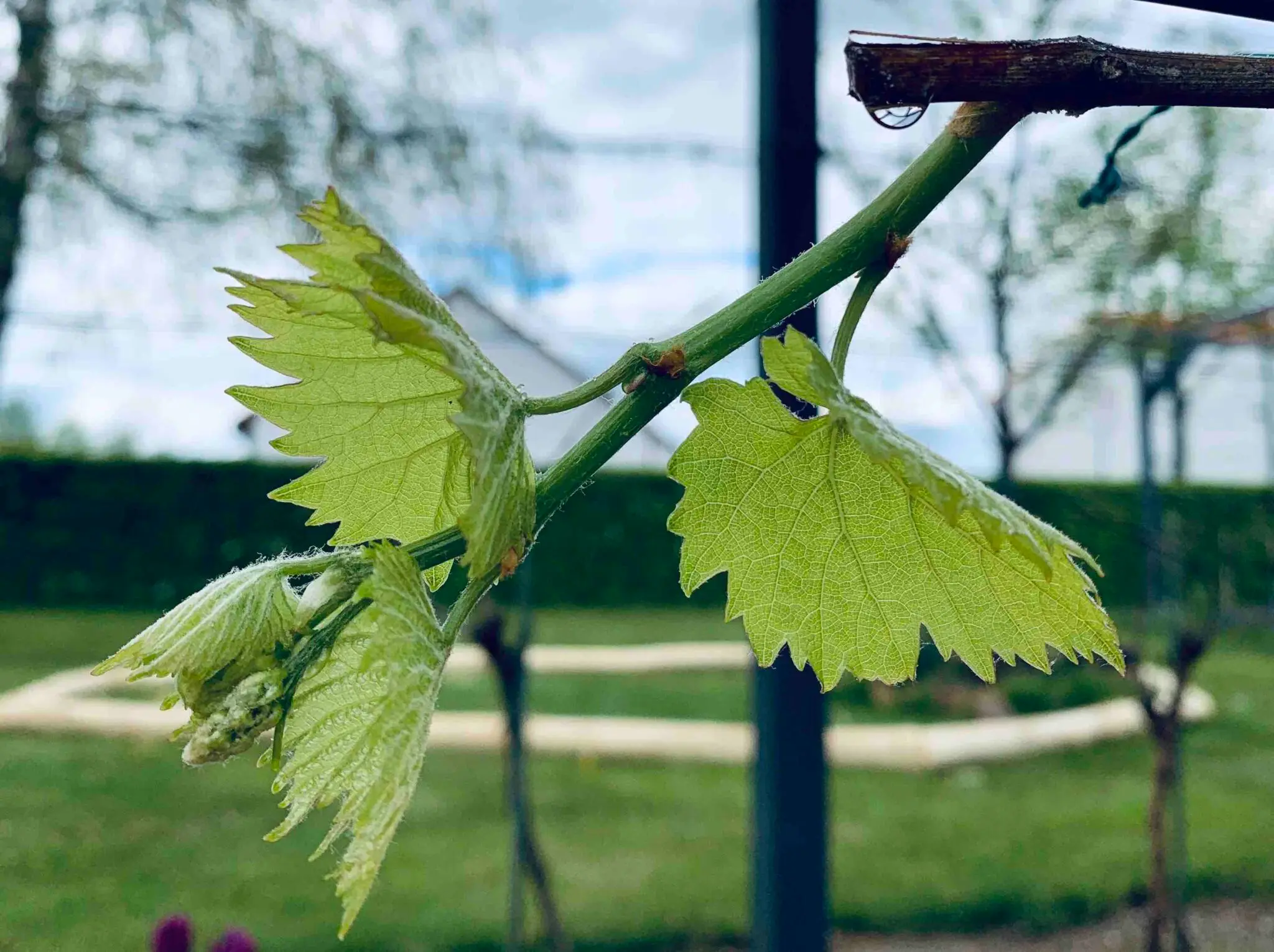 Blattnässe Weinbau