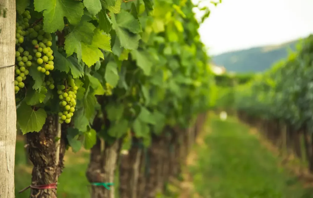 Weinreben